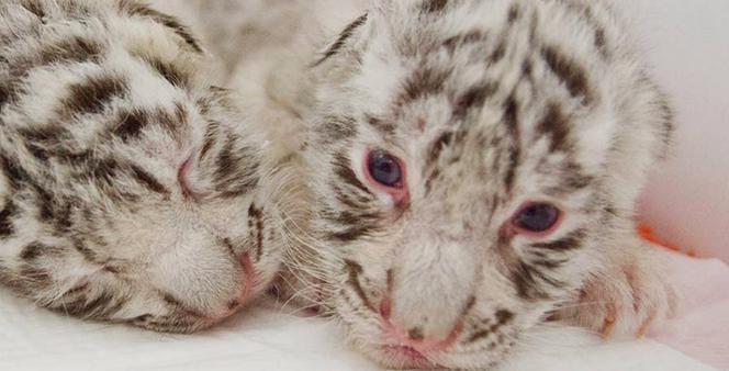 Pierwsze polskie białe tygrysy