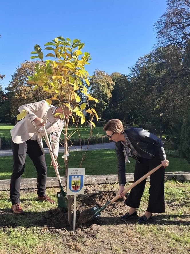 Kalisz. Przed Starostwem Powiatowym powstała alejka magnoliowa 