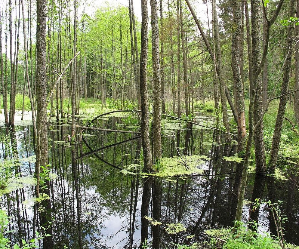 Nowe rezerwaty przyrody w Podlaskiem. Zobacz, te cuda natury