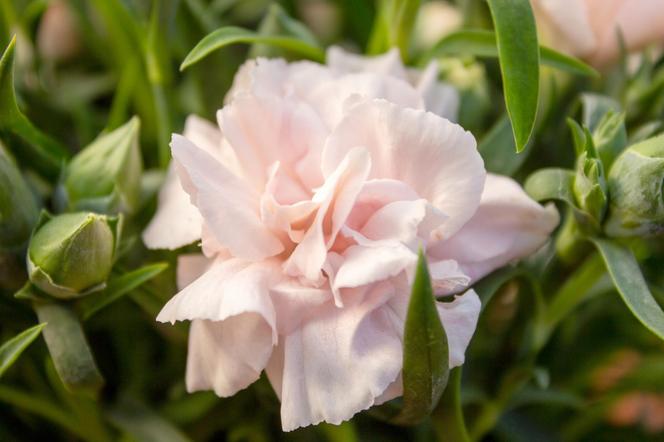 Goździk ogrodowy (Dianthus caryophyllus)