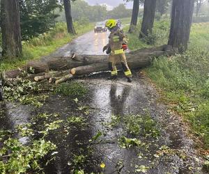 Burzowe skutki w okolicy Grudziądza