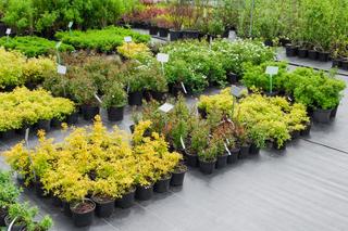 Zakup roślin do ogrodu
