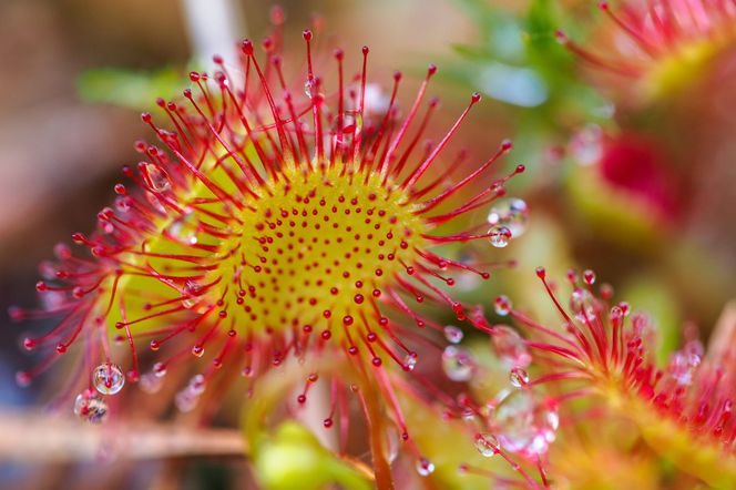 Drosera: ozdobna roślina, która pomaga na kaszel