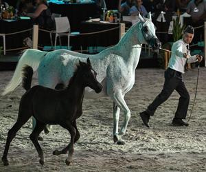 Porażka Pride of Poland 2024? Zyski są zdecydowanie niższe niż rok temu