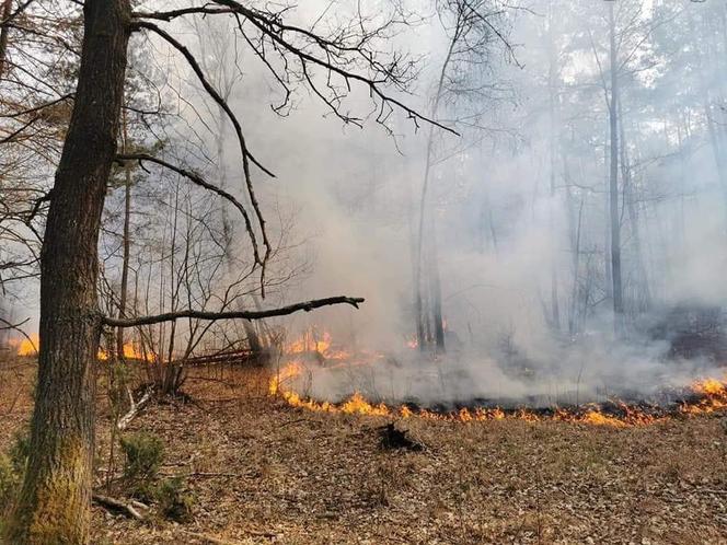 Płonął las w powiecie radomszczańskim. Ogień strawił 10 hektarów poszycia!