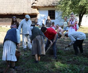 W skansenie w Lublinie pokazali, jak dawniej wyglądały wykopki kartoflane