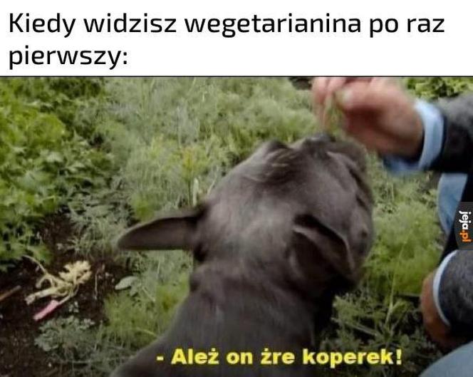 Najlepsze memy z Robertem Makłowiczem! Te obrazki bawią do łez