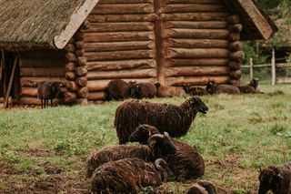 Muzeum Archeologiczne i Osada w Biskupinie 