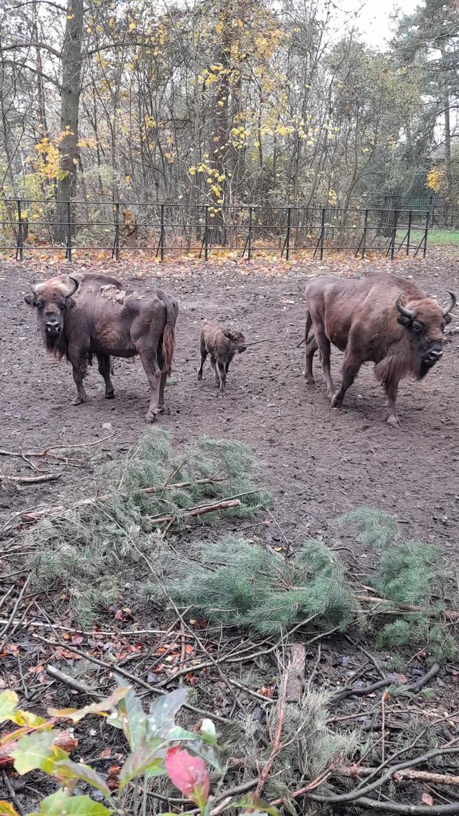 Młodą żubrzyczką w bydgoskim zoo opiekują się babcia i mama. "Ona jest od chmur zawracania!"