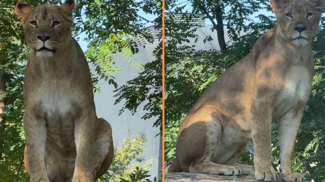 Nowa atrakcja zoo we Wrocławiu otwarta. Zobacz lwice na wybiegu 