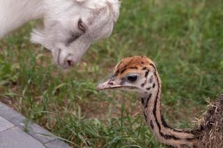 Struś Tadzio poznaje na spacerze owce Henia
