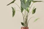 Alokazja zebrina (Alocasia zebrina)