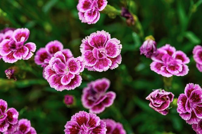 Goździk ogrodowy (Dianthus caryophyllus)