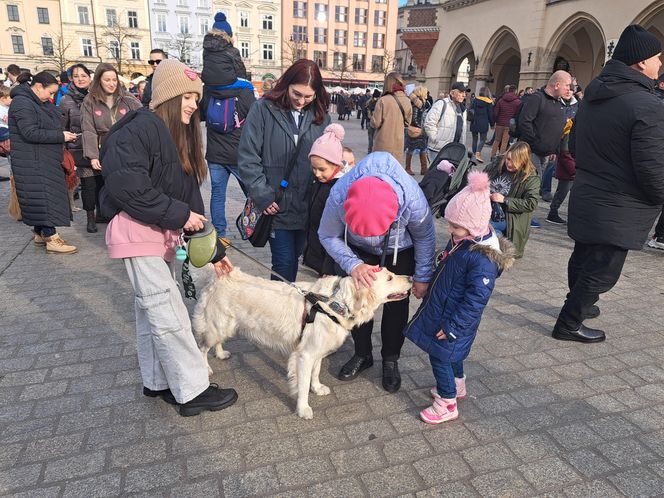 33. Finał WOŚP z grupą krakowskich Golden Retrieverów