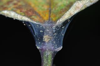 Przędziorek - szkodnik roślin