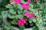 Pelargonie