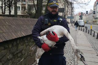 Zbłąkany łabędź wybrał się na spacer po jarmarku we Wrocławiu. „Szukał świątecznego nastroju”