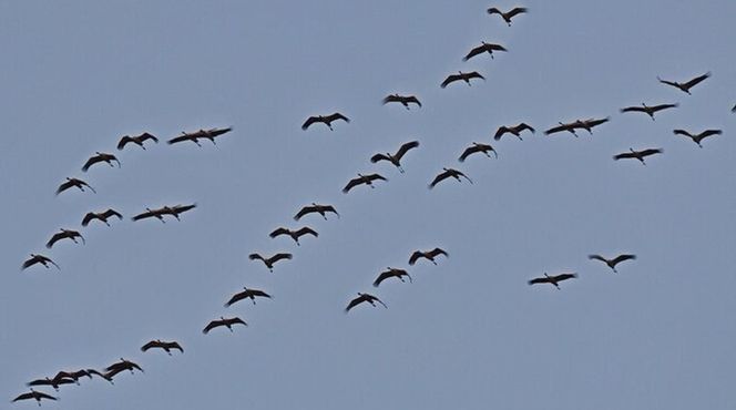 Żurawie zjadły mi kukurydzę