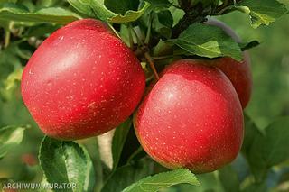 Najlepsze odmiany jabłoni do sadu przydomowego