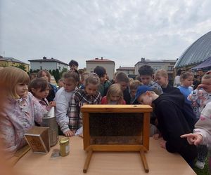 4. Miejskie Miodobranie w Zamościu