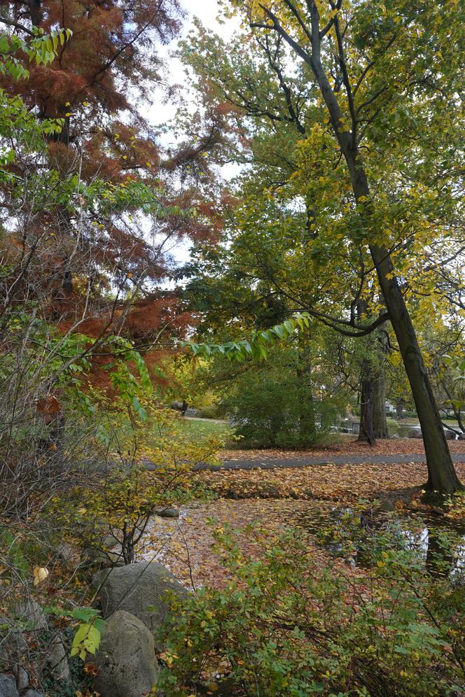 Park Wilsona jesienią