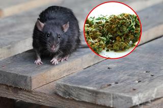 Szczury zjadły marihuanę w policyjnym magazynie! Wszystkie są naćpane