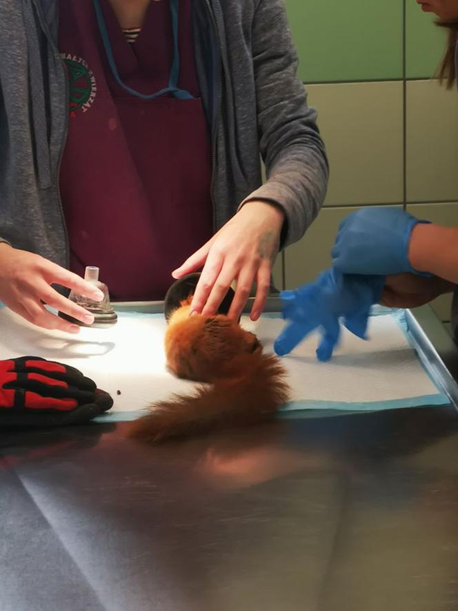 Wielka operacja mikropacjenta