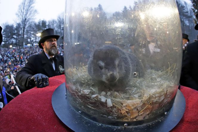 Świstak przepowiedział sześć tygodni zimy