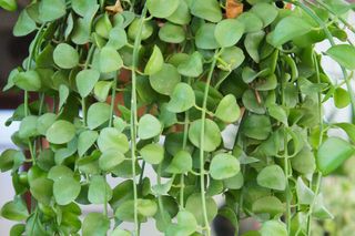 Dischidia nummularia