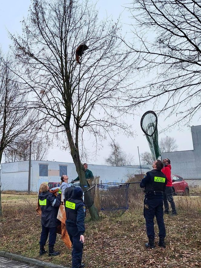 Panda, która uciekła z poznańskiego ZOO