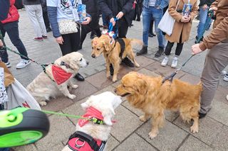 33. Finał WOŚP z grupą krakowskich Golden Retrieverów
