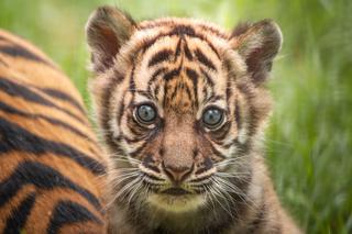 Mała tygrysica z wrocławskiego zoo otrzymała słoneczne imię