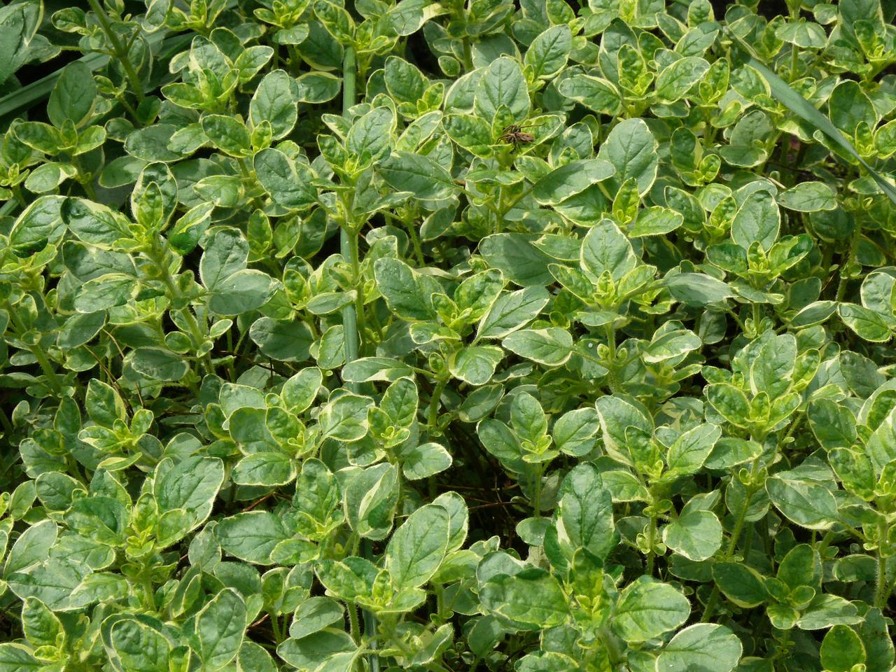 Lebiodka pospolita - Origanum vulgare