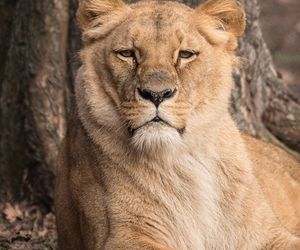 Smutek we wrocławskim zoo. Nie żyje Okavango, lwica angolska. Mieszkała w ogrodzie od 16 lat