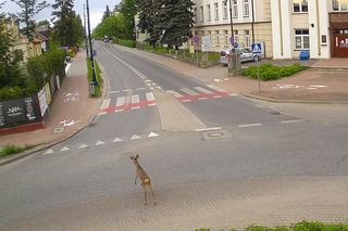 Koziołek przebiegł przez rondo i wbiegł do parku miejskiego w Siedlcach