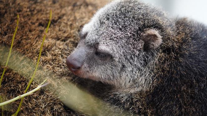 We wrocławskim zoo urodził się kuskus niedźwiedzi