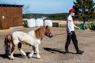 Koronawirus w Trójmieście. Zamieszkali razem ze zwierzętami w schronisku [ZDJĘCIA]