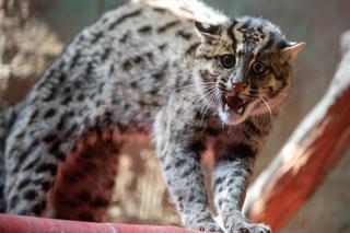 W Orientarium ZOO Łódź zamieszkały taraje