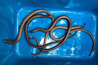 Padalce napędziły strachu hydraulikowi