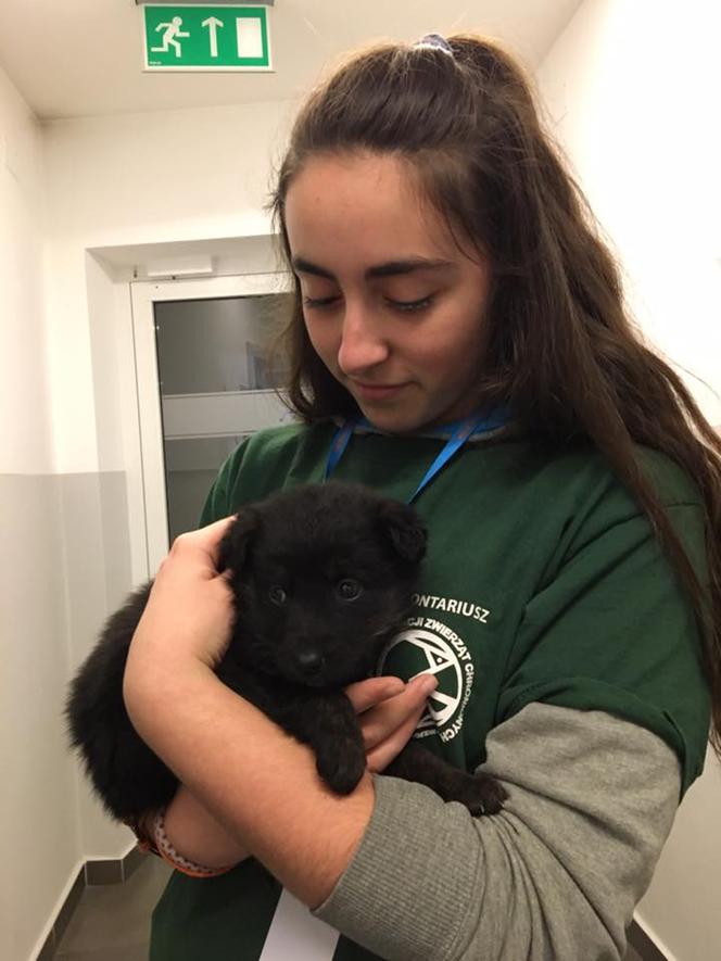 To nie miś, to piesek