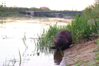Bóbr nad Wartą