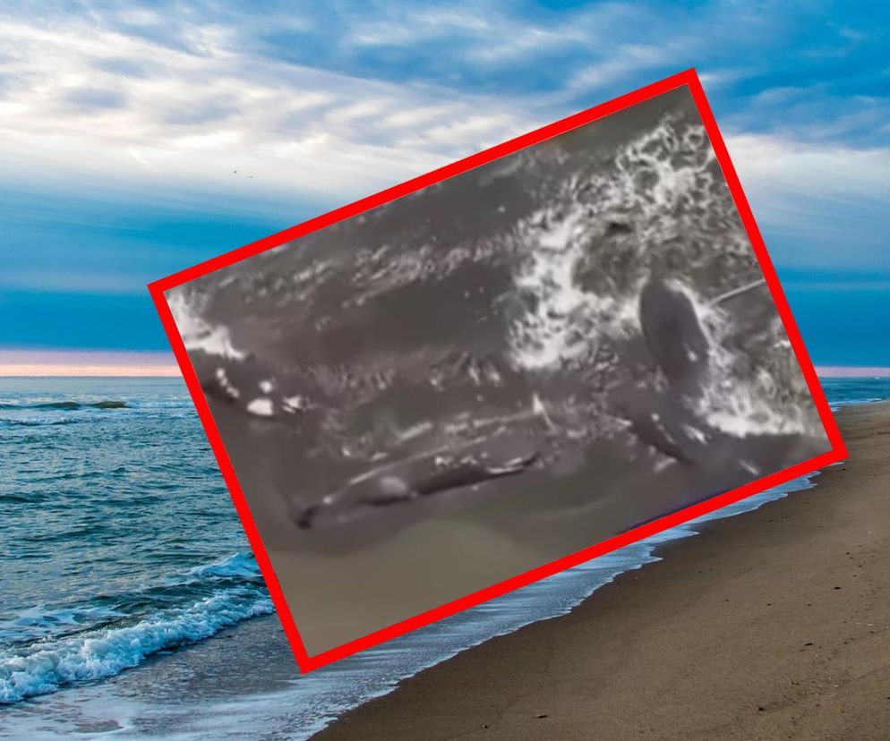 Wieloryby na plaży w Japonii 