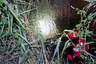 Wyciągali konia z bagien