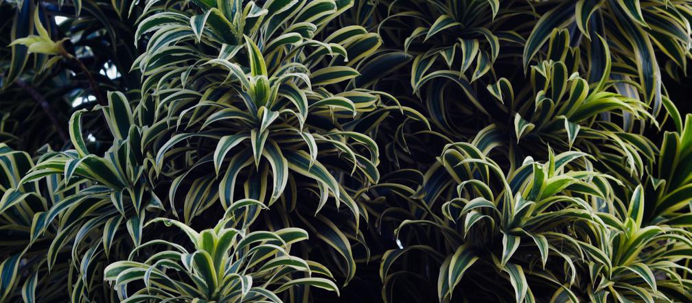 Dracena odwrócona