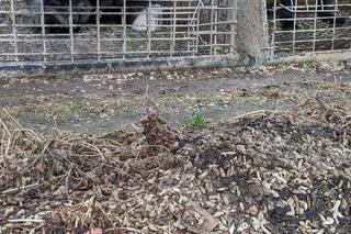 Hodowca skazany, ale ferma w Długich Starych koło Leszna działa dalej?