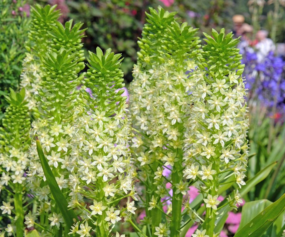 Eukomis