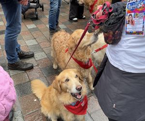 Golden Retriever WOŚP w Poznaniu