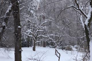 Wszędzie jest biało! Ogród Saski w Lublinie wygląda jak w bajkach Andersena [GALERIA]