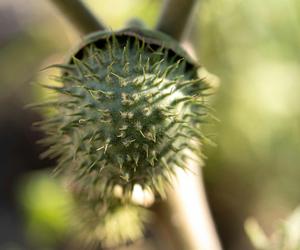 Niesamowita Datura. Zdjęcia