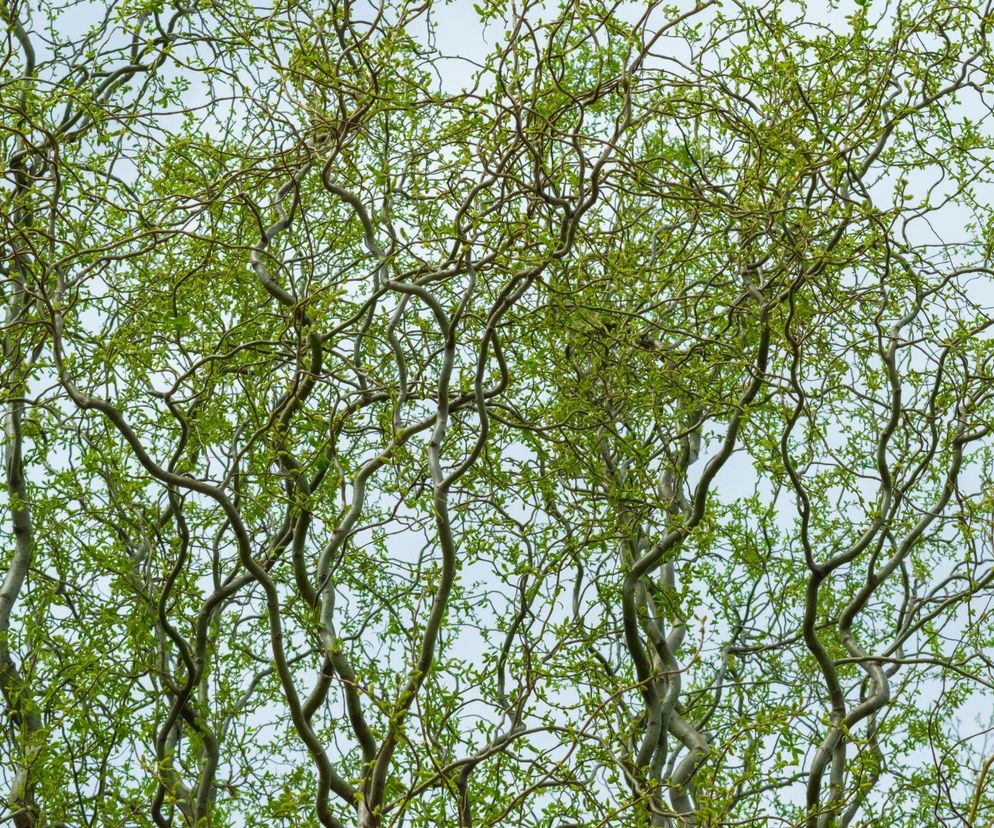 Wierzba mandżurska 'Tortuosa'